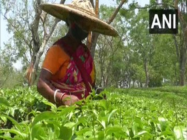 Logo on 200 years of Assam Tea unveiled