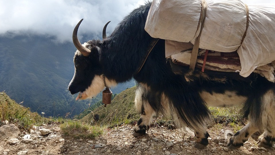 Hundreds of yaks die of starvation in North Sikkim; authorities assure compensation