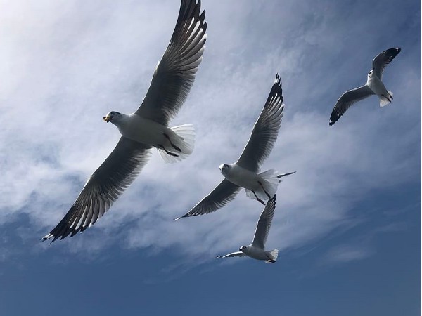 Odd News Roundup: Belgian town organises seagull imitation championship