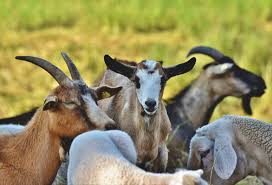 Odd News Roundup: Goats released in New York City park to eat invasive weeds; Tennis-Humbert forgets his rackets at Wimbledon