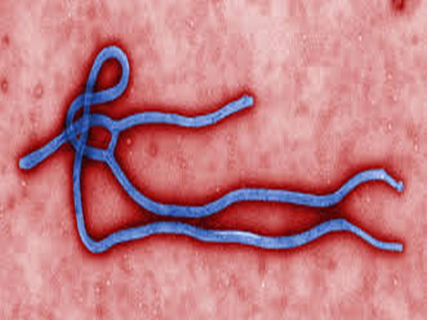 UPDATE 2-Ebola spread to east Congo's Goma massively raises risk - U.N.