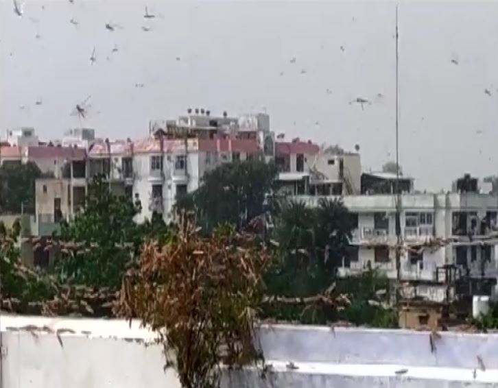 Locust swarms enter Gurgaon, border areas in Delhi; Several UP districts suffer crop damage