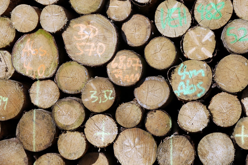 Forestry and Wood Processing Industry Transformation Plan announced 