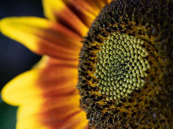 Sunflower oil properties can be predicted by genetic analysis