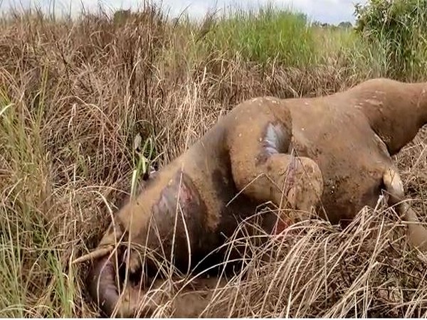 Injured wild elephant dies on river bank, fight with tuskers suspected