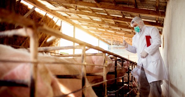 UPDATE 1-China reports new African swine fever outbreak in Inner Mongolia