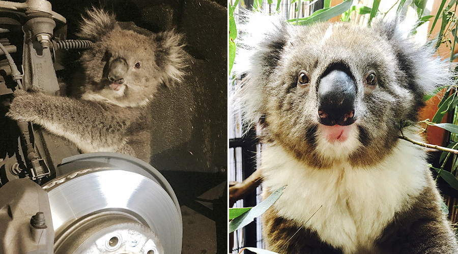 Europe's first southern koalas migrate into new home in England