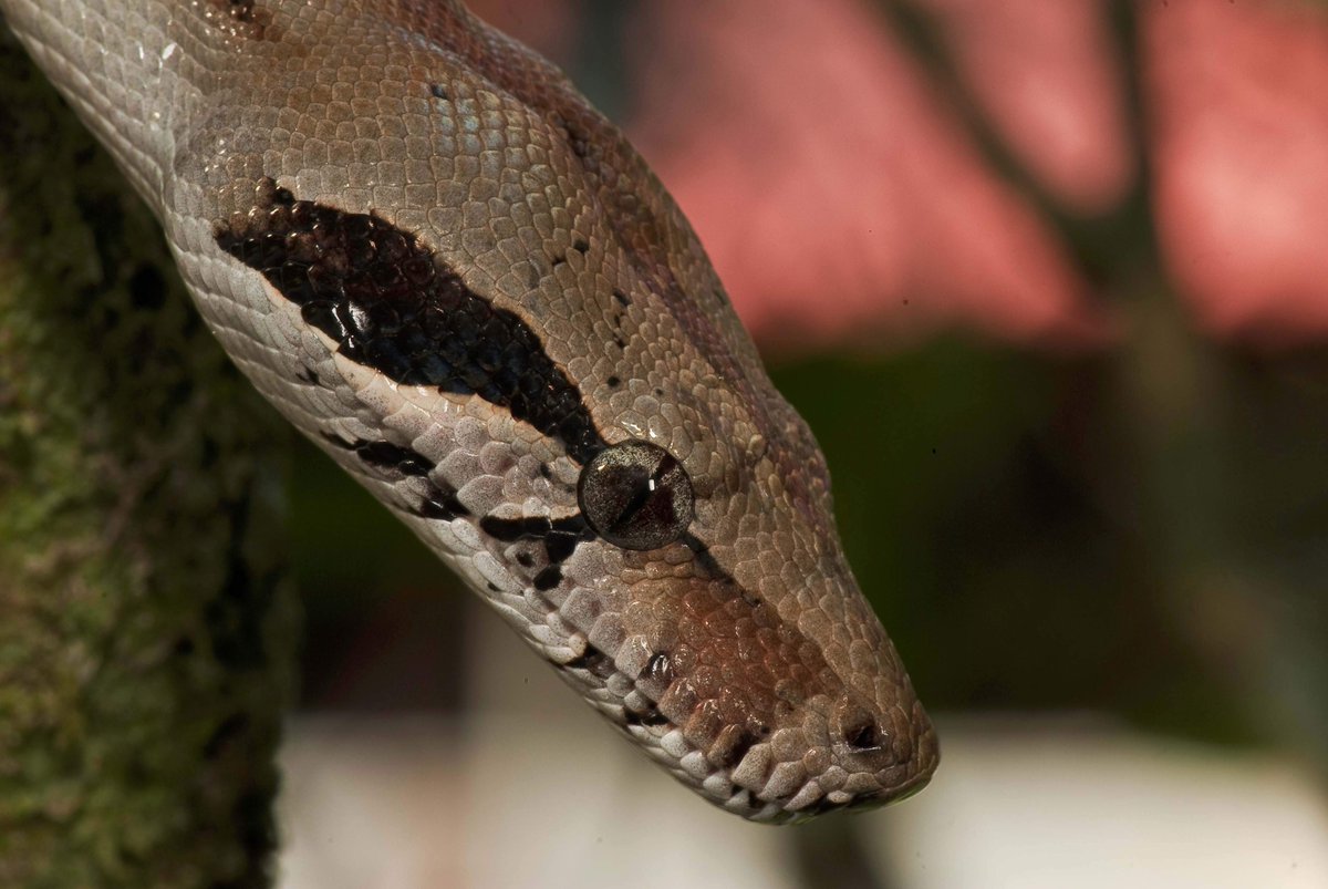 Scientists explore reason for 'venom differences' in variety of snakes