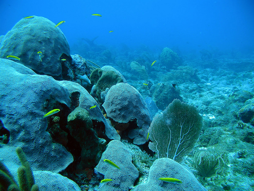 Colombian fishermen protecting coral reefs from rising ocean temperatures  