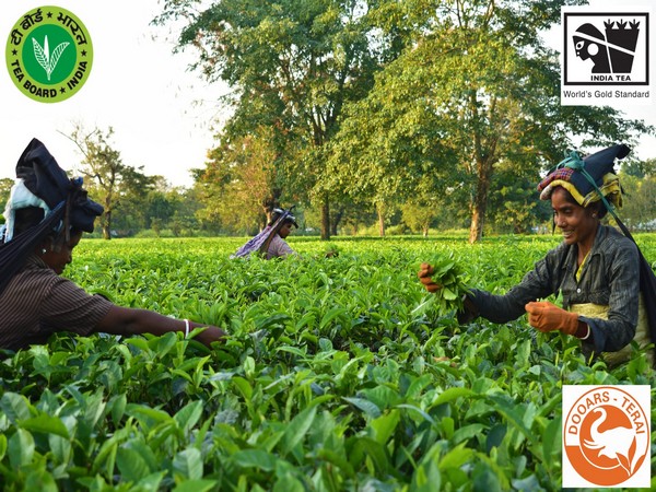 Small growers key in shaping India's tea plantation sector, says Piyush Goyal