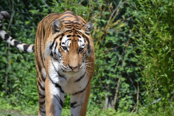 Tiger found dead in Gujrat traveled long from Ratapani Sanctuary near Bhopal