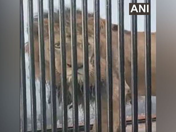 Bengal Safari Park of Siliguri welcomes pair of lions from Tripura; gets other 8 new members