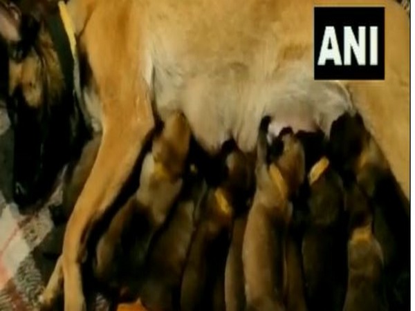 ITBP warrior dogs Julie, Oksana give birth to 13 puppies