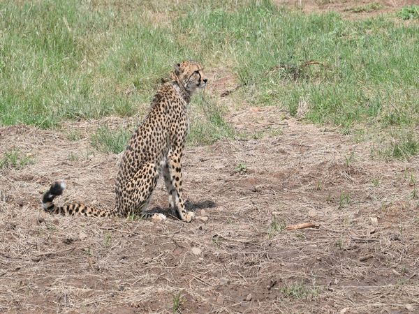 MP: Namibian cheetas make their first hunt in Kuno park