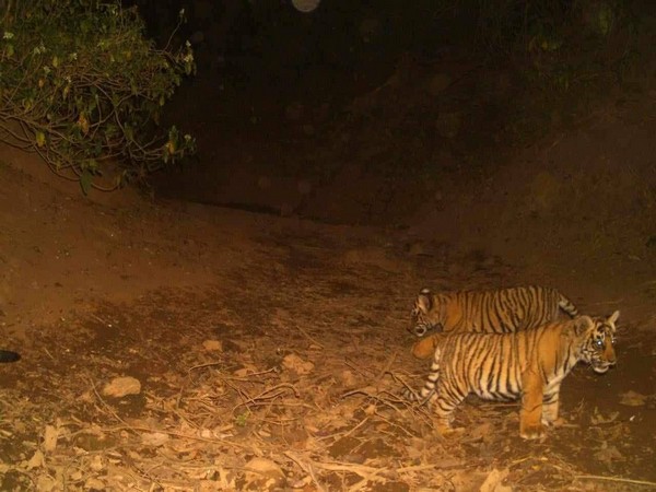 Birth of three new cubs increases tiger population in Sariska Reserve