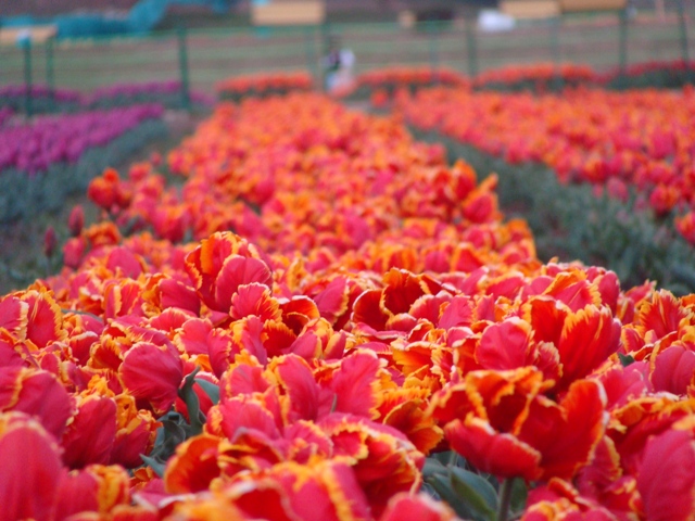 Kashmir's tulip garden opens for public with 15 lakh tulips of 68 varieties