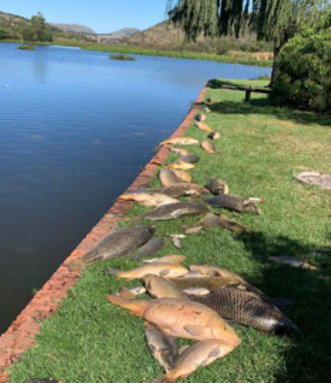 Fish deaths at Hartbeespoort Dam caused by lack of oxygen
