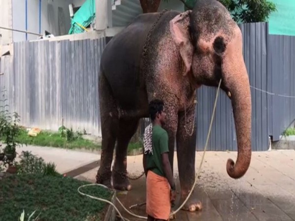 Elephants, mahouts struggle for survival during lockdown in Kerala's Kozhikode