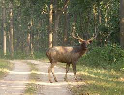 First photographic evidence of Sambar deer reported in Sikkim sanctuary