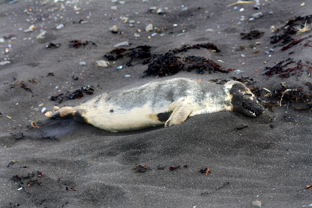 Alaskans find more dead seals along warming Arctic Sea