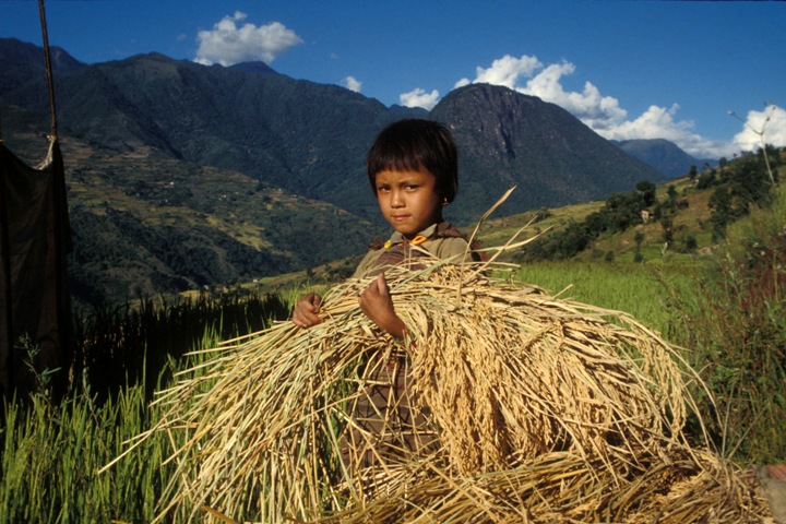 FAO calls for an end to child labour in agriculture