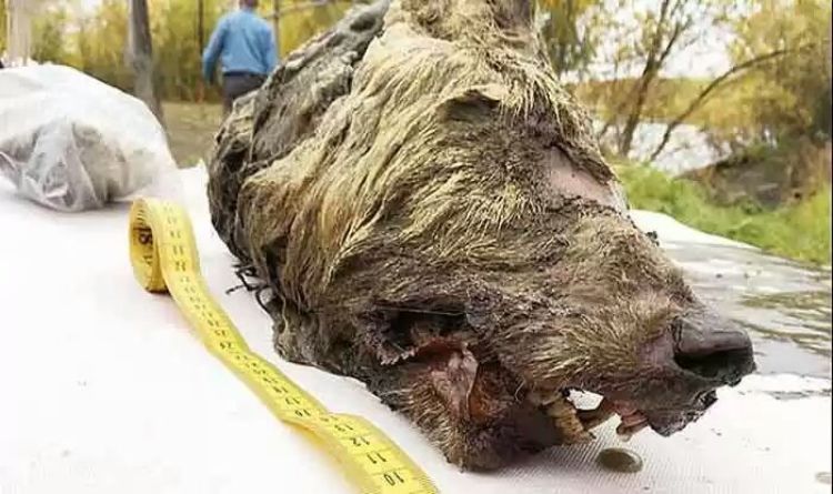Russia uncovers 40,000 year-old wolf head, preserved in ice