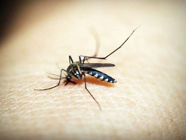 Research: Targeting mosquito spit to halt Yellow Fever, Dengue and Zika