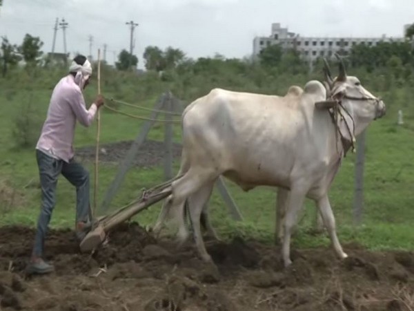 Nagpur: Delayed monsoon adds to farmers plight in Vidarbha 