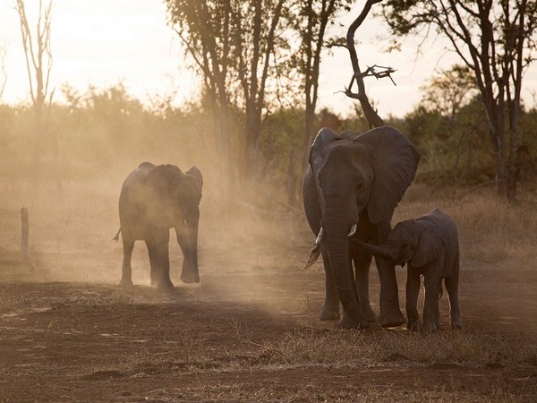 UPDATE 1-Botswana auctions permits to hunt elephants to ease human-wildlife conflict