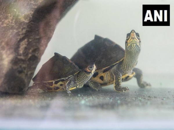 Science News Roundup: Hotter summers mean Florida's turtles are mostly born female; 'Transformation of the body' - Crypt sheds light on Mayan death ritual