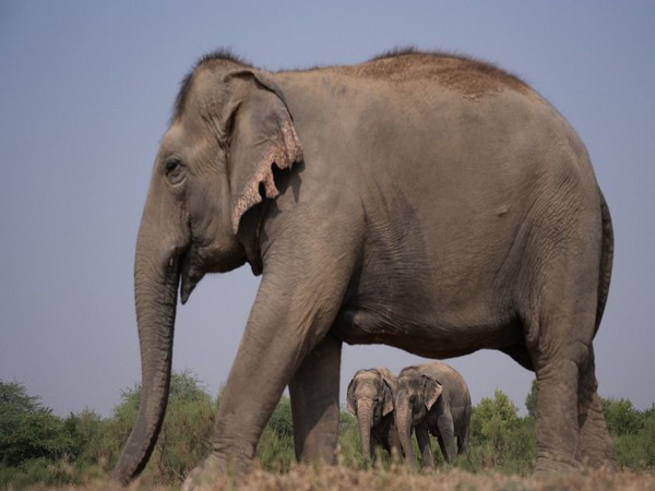 Kaziranga Celebrates World Elephant Day with Cultural Events and Conservation Efforts