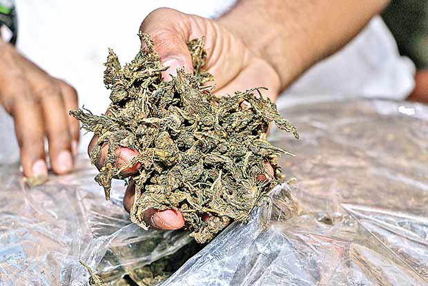 Police recovered 20 kg ganja kept with vegetables consignment in IndiGo's warehouse