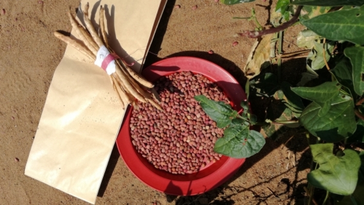 Zimbabwe: New mutant cowpea variety helping farmers increase productivity