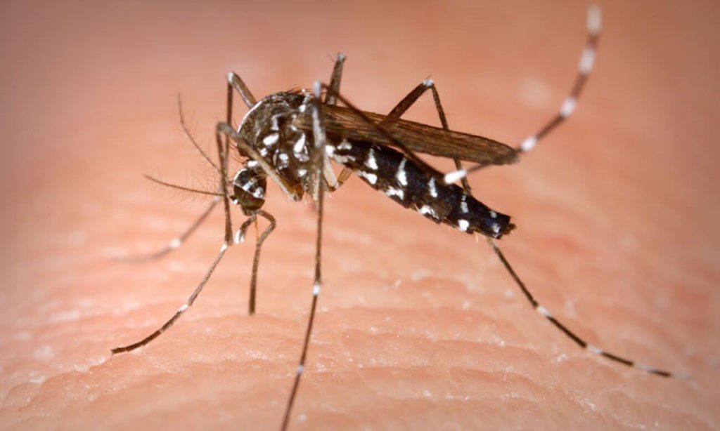 2018: 2,800 dengue, 473 malaria, 165 chikungunya cases in Delhi