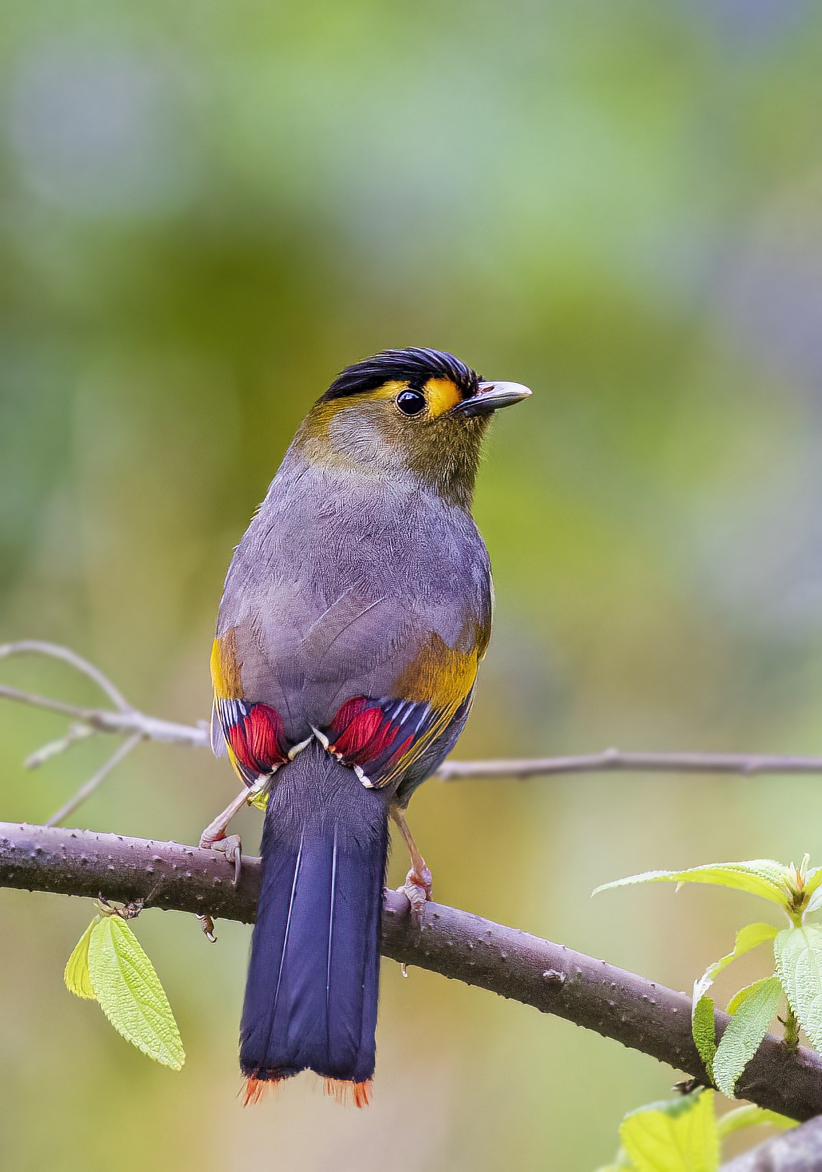 Critically-endangered Bugun Liocichla spotted in Arunachal sanctuary