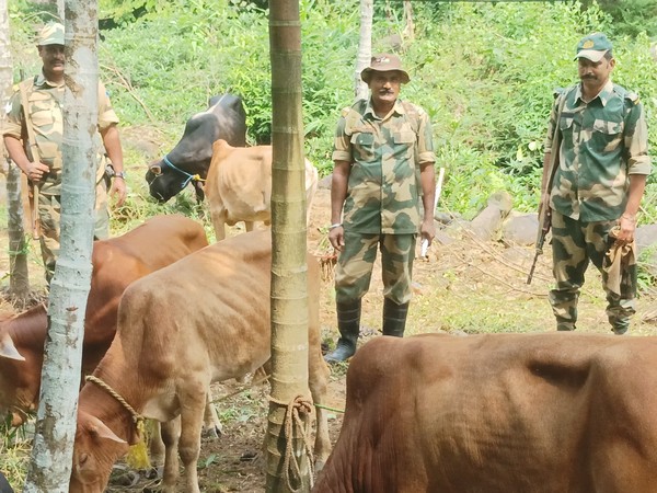 BSF Meghalaya Foils Cattle Smuggling Attempt at International Border