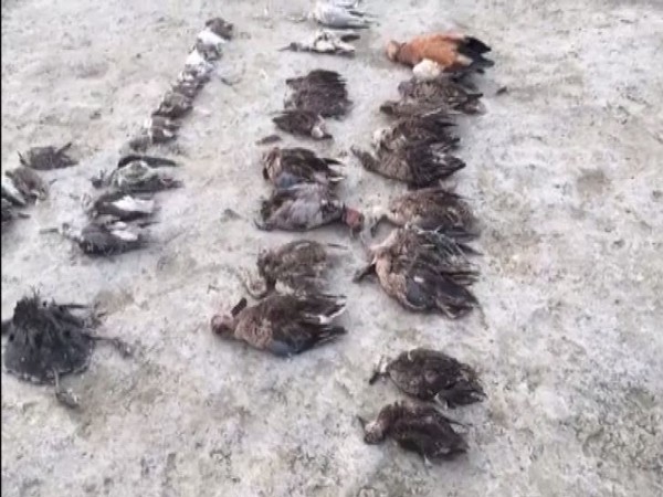 Death toll of migratory birds in Rajasthan's Sambhar Lake reaches 17,000