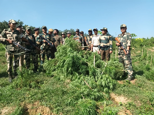 BSF and Authorities Uproot Cannabis Cultivation and Apprehend Intruders in Tripura