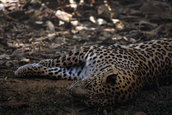 Injured leopard being treated in Etawah Lion Safari dies