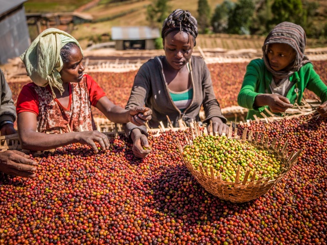 Ethiopian coffee farmers losing hope as coffee prices slump to their lowest