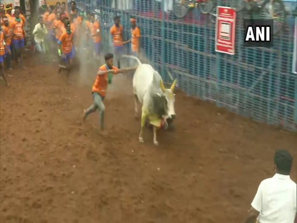 Bulls and men compete at Tamil Nadu's Palamedu 'Jallikattu'