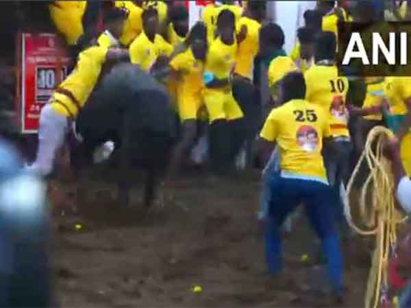 Jallikattu 2025: A Thrilling Tradition Revived in Tamil Nadu