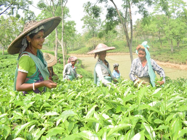 Tea trade in Tripura to get facelift with launch of Tea Auction Centre