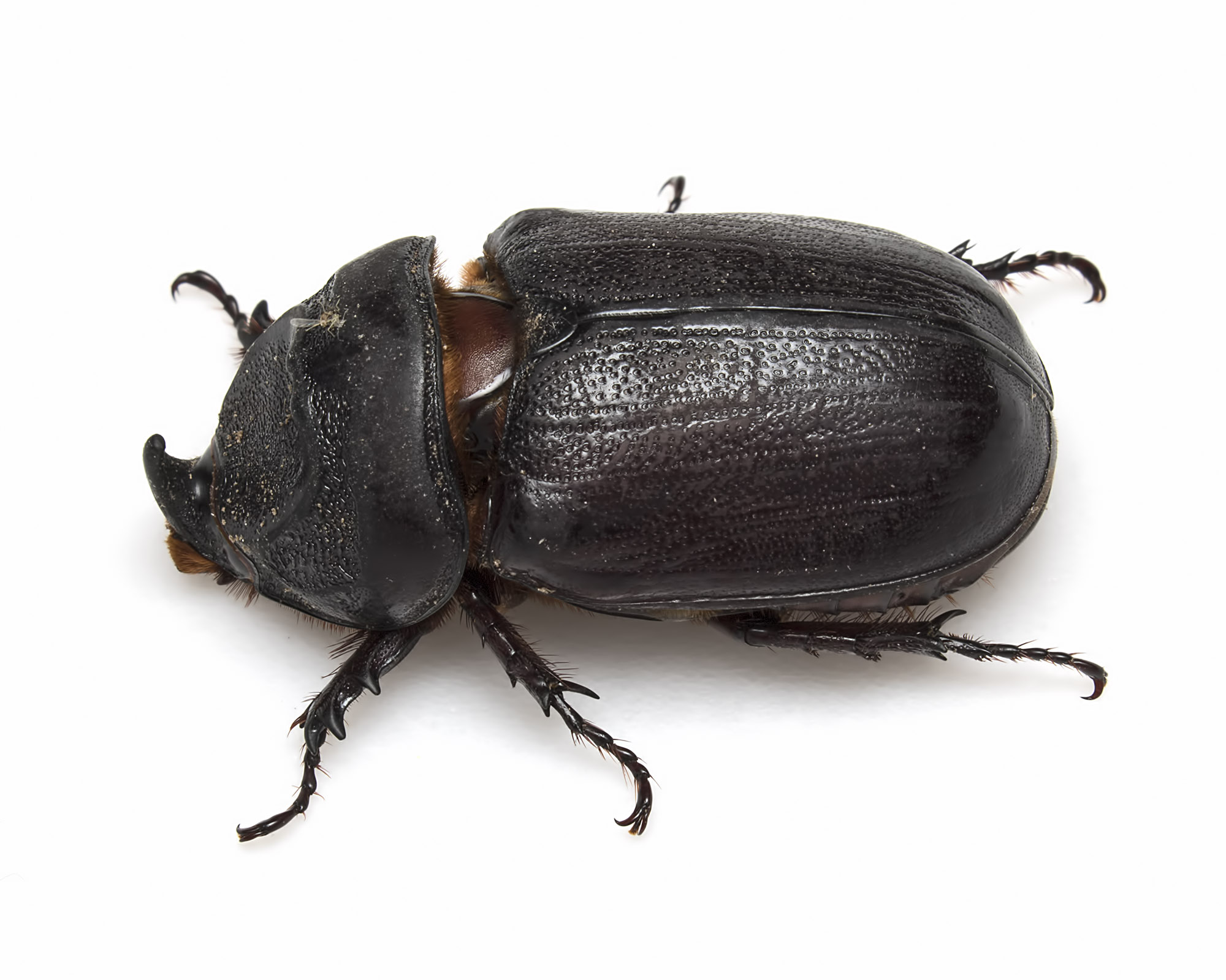 Outbreak of Invasive Coconut Rhinoceros Beetle in Rota Island