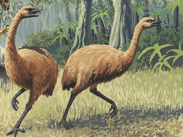 Study: Moa DNA provides insights into how species respond to climate change