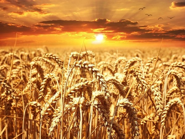 J-K: Udhampur wheat farmers opt for modern technology to thresh crops