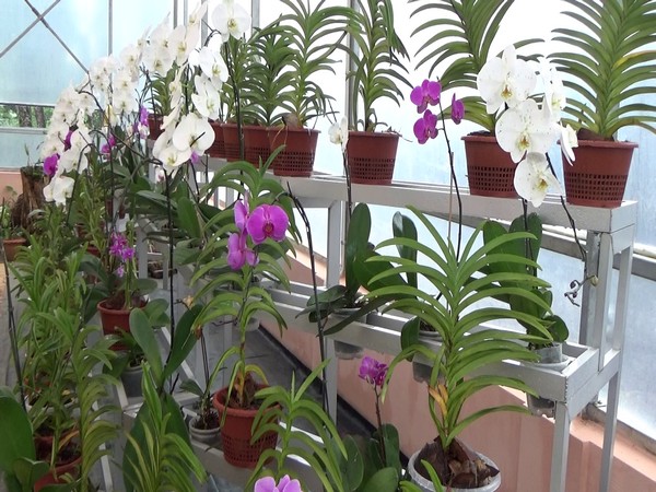 Shillong gets its first ever orchidarium