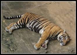 Tiger found dead in Maharashtra forest; territorial fight suspected