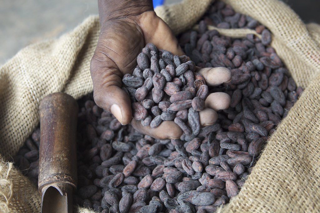 Ivory Coast cocoa arrivals slump due to irregular rains
