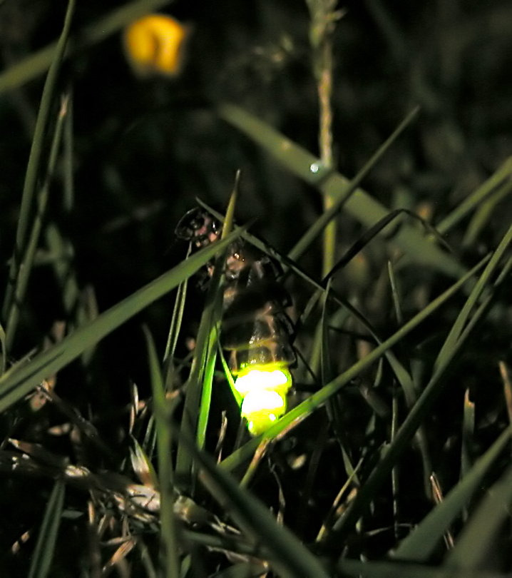 Light pollution is taking the sparkle out of glow-worm mating